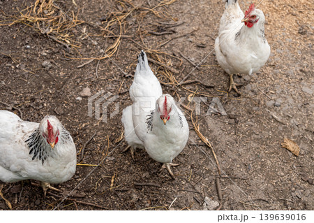 Three white chickens explore dusty ground on a small farm, representing organic poultry production, sustainable livestock management, and rural agricultural life in a natural outdoor setting Three white chickens explore dusty ground on a small farm, representing organic poultry production, sustainable livestock management, and rural agricultural life in a natural outdoor setting 139639016