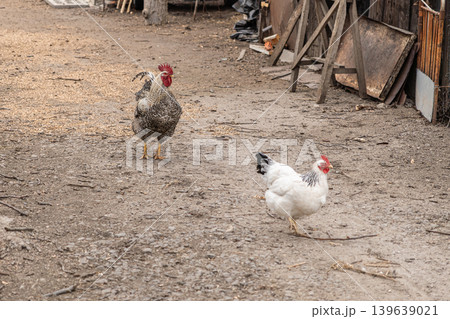 A spotted rooster and a white hen walk across the dirt ground of a rural yard, showcasing organic poultry farming, sustainable agriculture, and a traditional countryside lifestyle at home A spotted rooster and a white hen walk across the dirt ground of a rural yard, showcasing organic poultry farming, sustainable agriculture, and a traditional countryside lifestyle at home 139639021