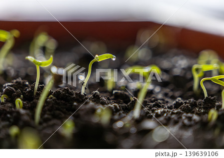 A green seedling sprouts from dark moist soil with a clear water droplet, representing nature rebirth, new beginnings, sustainable development, and agricultural progress in spring gardens A green seedling sprouts from dark moist soil with a clear water droplet, representing nature rebirth, new beginnings, sustainable development, and agricultural progress in spring gardens 139639106