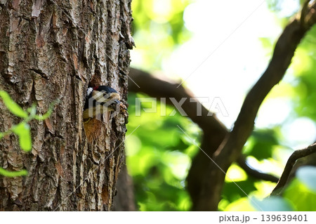 Woodpecker in the hole Woodpecker in the hole 139639401