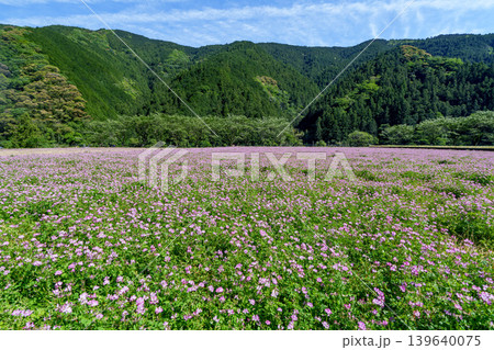 高知の春から初夏の風物詩 田んぼに咲くれんげ草の花畑と山の風景 高知の春から初夏の風物詩 田んぼに咲くれんげ草の花畑と山の風景 139640075