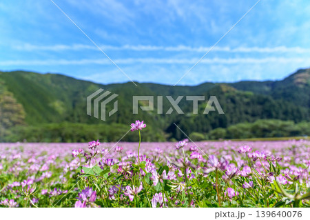高知の春から初夏の風物詩 田んぼに咲くれんげ草の花畑と山の風景 139640076