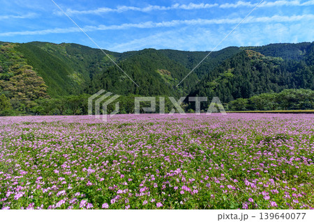 高知の春から初夏の風物詩 田んぼに咲くれんげ草の花畑と山の風景 高知の春から初夏の風物詩 田んぼに咲くれんげ草の花畑と山の風景 139640077