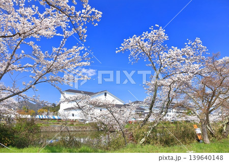 【兵庫県】快晴の丹波篠山城と満開の桜 【兵庫県】快晴の丹波篠山城と満開の桜 139640148