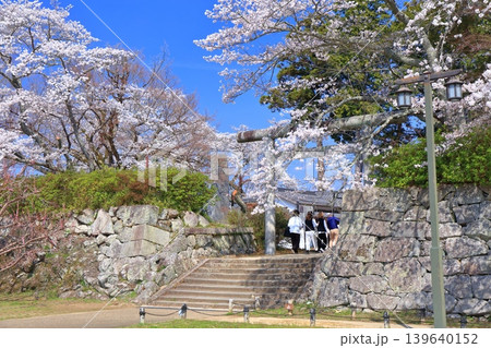 【兵庫県】快晴の丹波篠山城と満開の桜(青山神社) 【兵庫県】快晴の丹波篠山城と満開の桜(青山神社) 139640152