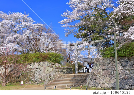 【兵庫県】快晴の丹波篠山城と満開の桜(青山神社) 【兵庫県】快晴の丹波篠山城と満開の桜(青山神社) 139640153
