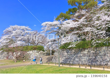 【兵庫県】快晴の丹波篠山城と満開の桜(青山神社) 【兵庫県】快晴の丹波篠山城と満開の桜(青山神社) 139640158