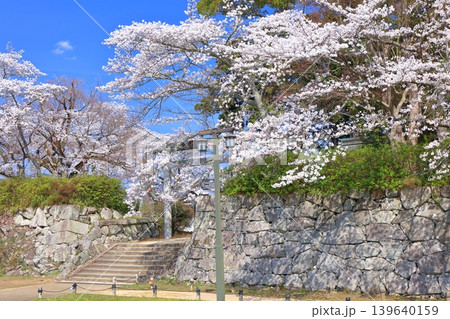 【兵庫県】快晴の丹波篠山城と満開の桜(青山神社) 【兵庫県】快晴の丹波篠山城と満開の桜(青山神社) 139640159