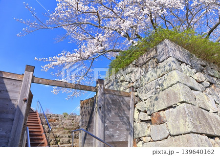【兵庫県】快晴の丹波篠山城の埋門跡と満開の桜 139640162