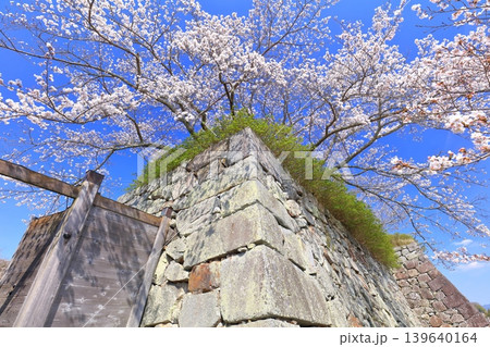 【兵庫県】快晴の丹波篠山城と満開の桜 【兵庫県】快晴の丹波篠山城と満開の桜 139640164