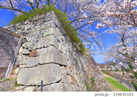 【兵庫県】快晴の丹波篠山城と満開の桜 139640165