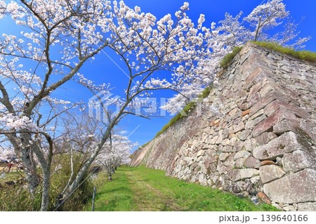 【兵庫県】快晴の丹波篠山城と満開の桜 139640166