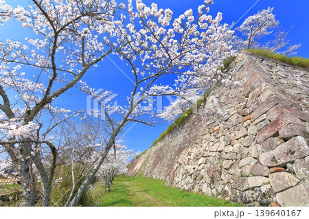 【兵庫県】快晴の丹波篠山城と満開の桜 【兵庫県】快晴の丹波篠山城と満開の桜 139640167