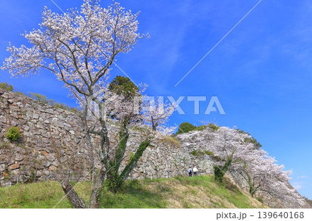 【兵庫県】快晴の丹波篠山城と満開の桜 139640168