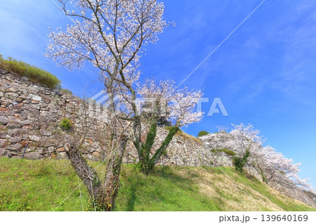 【兵庫県】快晴の丹波篠山城と満開の桜 【兵庫県】快晴の丹波篠山城と満開の桜 139640169