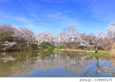 【兵庫県】シンメトリーな丹波篠山城と満開の桜 【兵庫県】シンメトリーな丹波篠山城と満開の桜 139640175