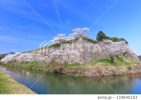 【兵庫県】快晴の丹波篠山城と満開の桜 139640183