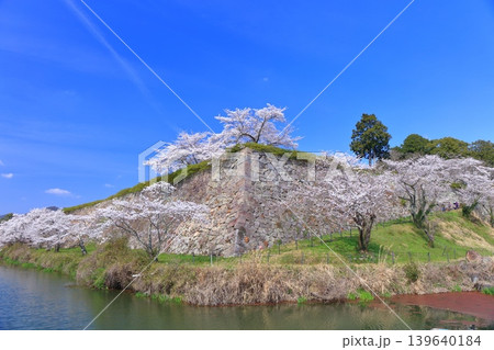 【兵庫県】快晴の丹波篠山城と満開の桜 139640184