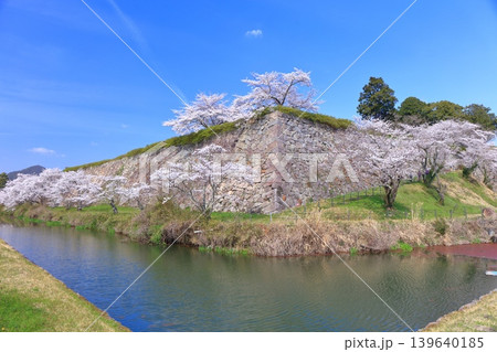 【兵庫県】快晴の丹波篠山城と満開の桜 139640185