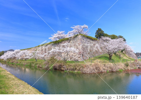 【兵庫県】快晴の丹波篠山城と満開の桜 139640187