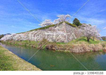 【兵庫県】快晴の丹波篠山城と満開の桜 139640188