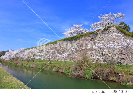 【兵庫県】快晴の丹波篠山城と満開の桜 【兵庫県】快晴の丹波篠山城と満開の桜 139640189
