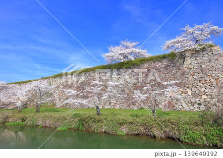 【兵庫県】快晴の丹波篠山城と満開の桜 【兵庫県】快晴の丹波篠山城と満開の桜 139640192