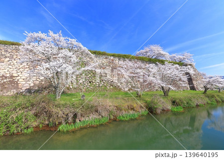 【兵庫県】快晴の丹波篠山城と満開の桜 【兵庫県】快晴の丹波篠山城と満開の桜 139640195