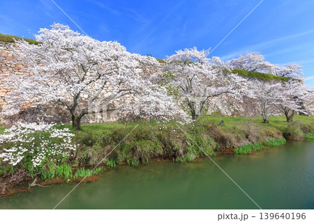 【兵庫県】快晴の丹波篠山城と満開の桜 【兵庫県】快晴の丹波篠山城と満開の桜 139640196
