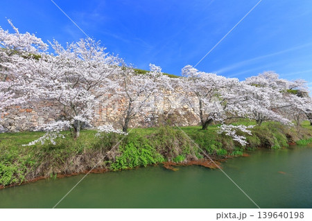 【兵庫県】快晴の丹波篠山城と満開の桜 【兵庫県】快晴の丹波篠山城と満開の桜 139640198