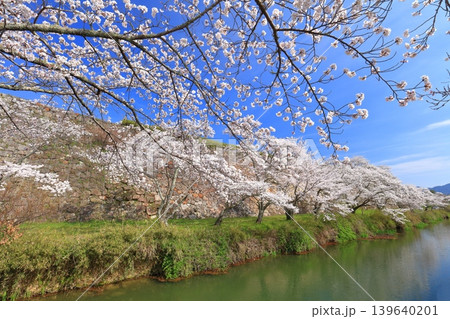 【兵庫県】快晴の丹波篠山城と満開の桜 【兵庫県】快晴の丹波篠山城と満開の桜 139640201