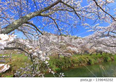 【兵庫県】快晴の丹波篠山城と満開の桜 【兵庫県】快晴の丹波篠山城と満開の桜 139640202