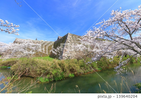 【兵庫県】快晴の丹波篠山城と満開の桜 【兵庫県】快晴の丹波篠山城と満開の桜 139640204