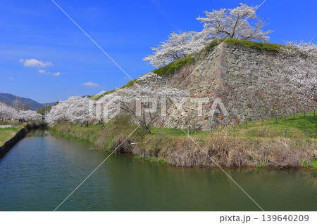 【兵庫県】快晴の丹波篠山城と満開の桜 【兵庫県】快晴の丹波篠山城と満開の桜 139640209