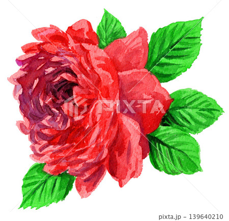 水彩で描いた赤い薔薇26514pix7 水彩で描いた赤い薔薇26514pix7 139640210
