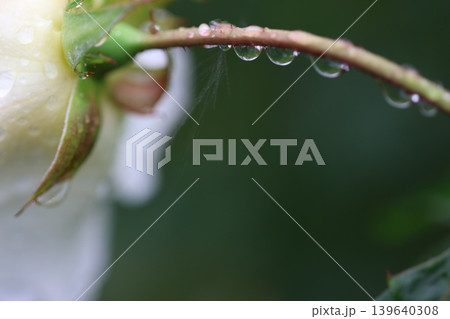 雨に濡れた秋のバラ 雨に濡れた秋のバラ 139640308