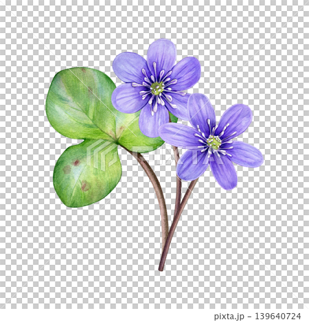 Spring flowers. Watercolor bouquet of purple flowers with green leaf. Hand drawn anemone hepatica, liverwort. Ideal for prints, stationery, wedding design, packaging and branding Spring flowers. Watercolor bouquet of purple flowers with green leaf. Hand drawn anemone hepatica, liverwort. Ideal for prints, stationery, wedding design, packaging and branding 139640724