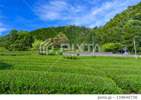 高知県山間部に広がる茶畑 新緑が美しい日本の里山風景 高知県山間部に広がる茶畑 新緑が美しい日本の里山風景 139640736