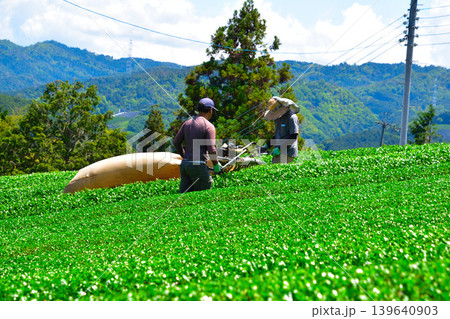 茶畑　収穫　和束茶 139640903