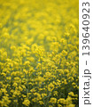 一面に広がる菜の花畑 139640923