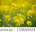 菜の花に止まる蝶々 139640924