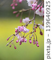 開花が始まった梅の花 139640925