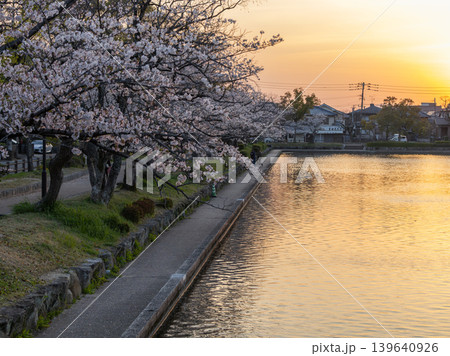 夕焼けに染まる池の周りの桜並木　(佐賀県・佐賀城跡) 139640926