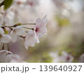 桜の花 139640927