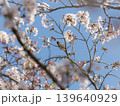桜の中で辺りを見渡すスズメ 139640929