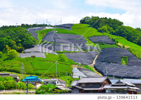 京都 和束茶源郷 釜塚の茶畑 京都 和束茶源郷 釜塚の茶畑 139641513