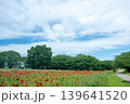 赤いポピー畑 139641520