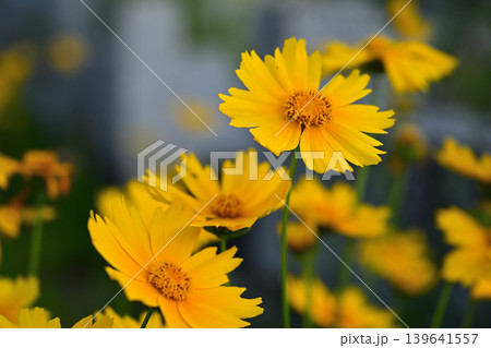 黄色い花 139641557