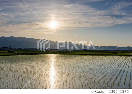 愛媛県 道前平野に広がる田植え後の田んぼと夕景 139641576
