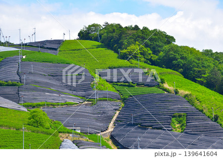 京都 和束茶源郷 釜塚の茶畑 京都 和束茶源郷 釜塚の茶畑 139641604